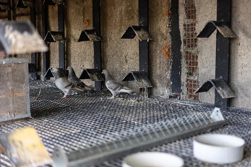 什么宠物对纯素食者最好,好养且可以食用的宠物有哪些