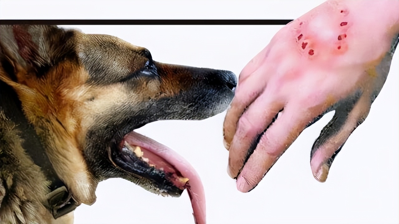 狗狗狂犬病有什么征兆,狗狗有狂犬病会出现哪几种表现