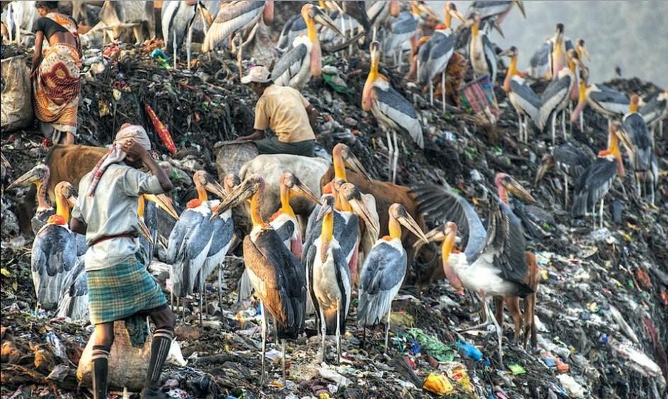 印度垃圾山养出巨鸟，比小孩还高，为何当地贫民吃垃圾也不吃它？