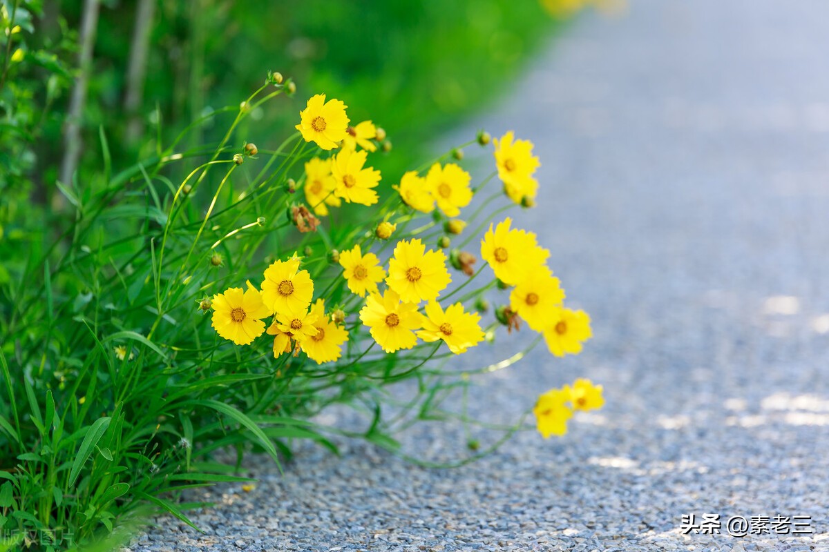 女作家去做保姆446,女作家去做保姆825