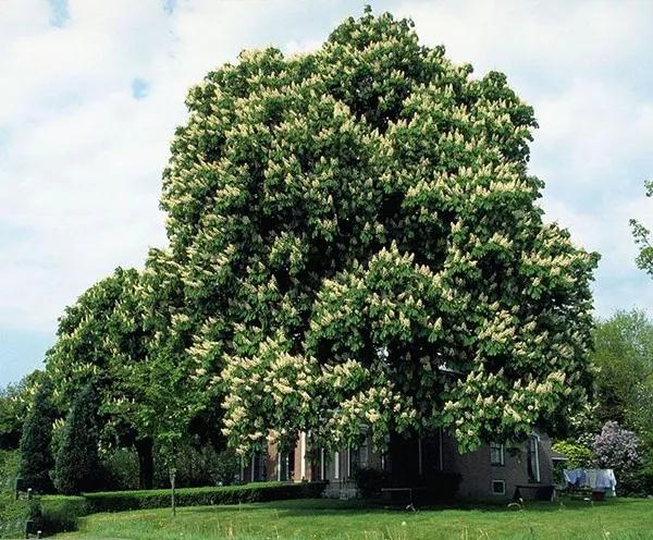 佛教四大圣树介绍,佛教“四圣树”之一