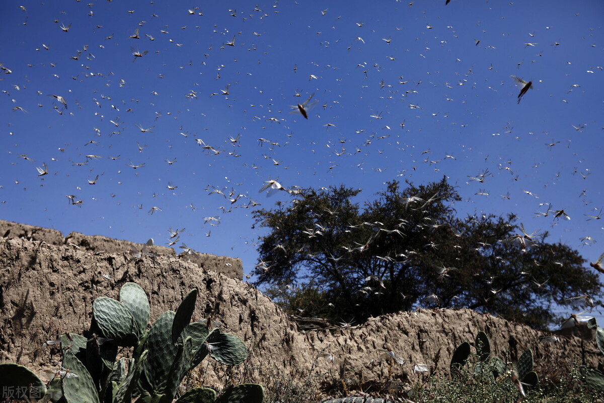 听农民大叔打开窗户说亮话“央行放水万亿”该贷贷贷,该花花花