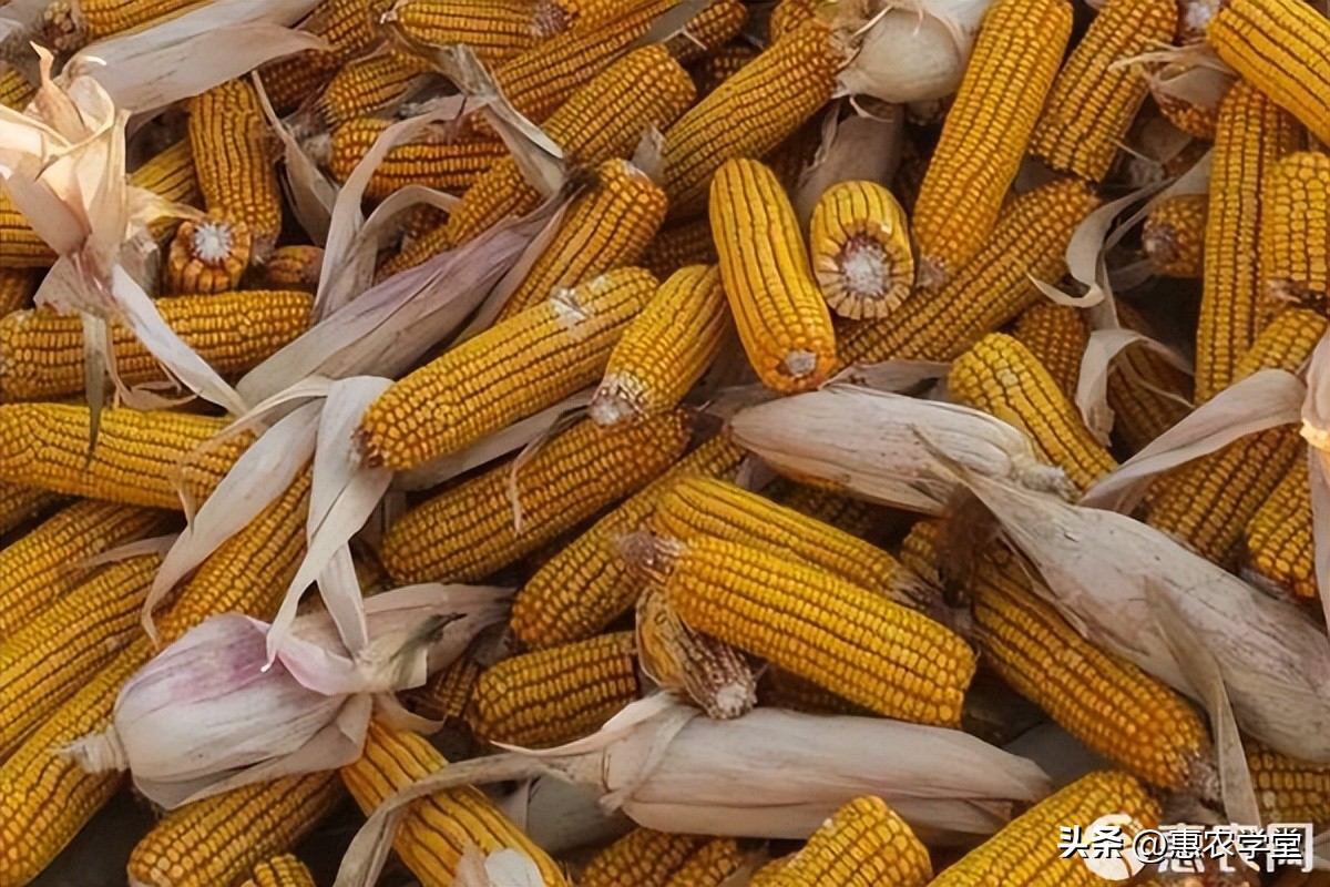 2023玉米价格会涨吗？玉米最新价格多少钱一斤？