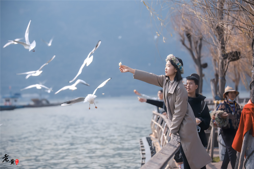 昆明滇池边海鸥图片,冬季来昆明海埂大坝看海鸥太美了