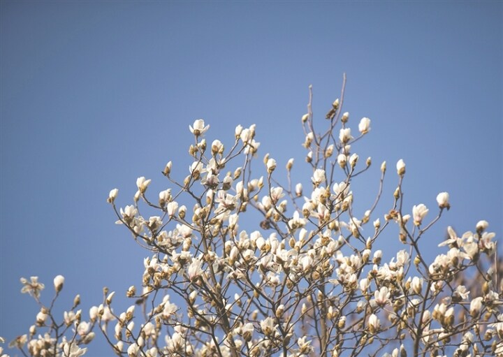 3月成都近郊赏花双流,双流赏花免费地点三月份