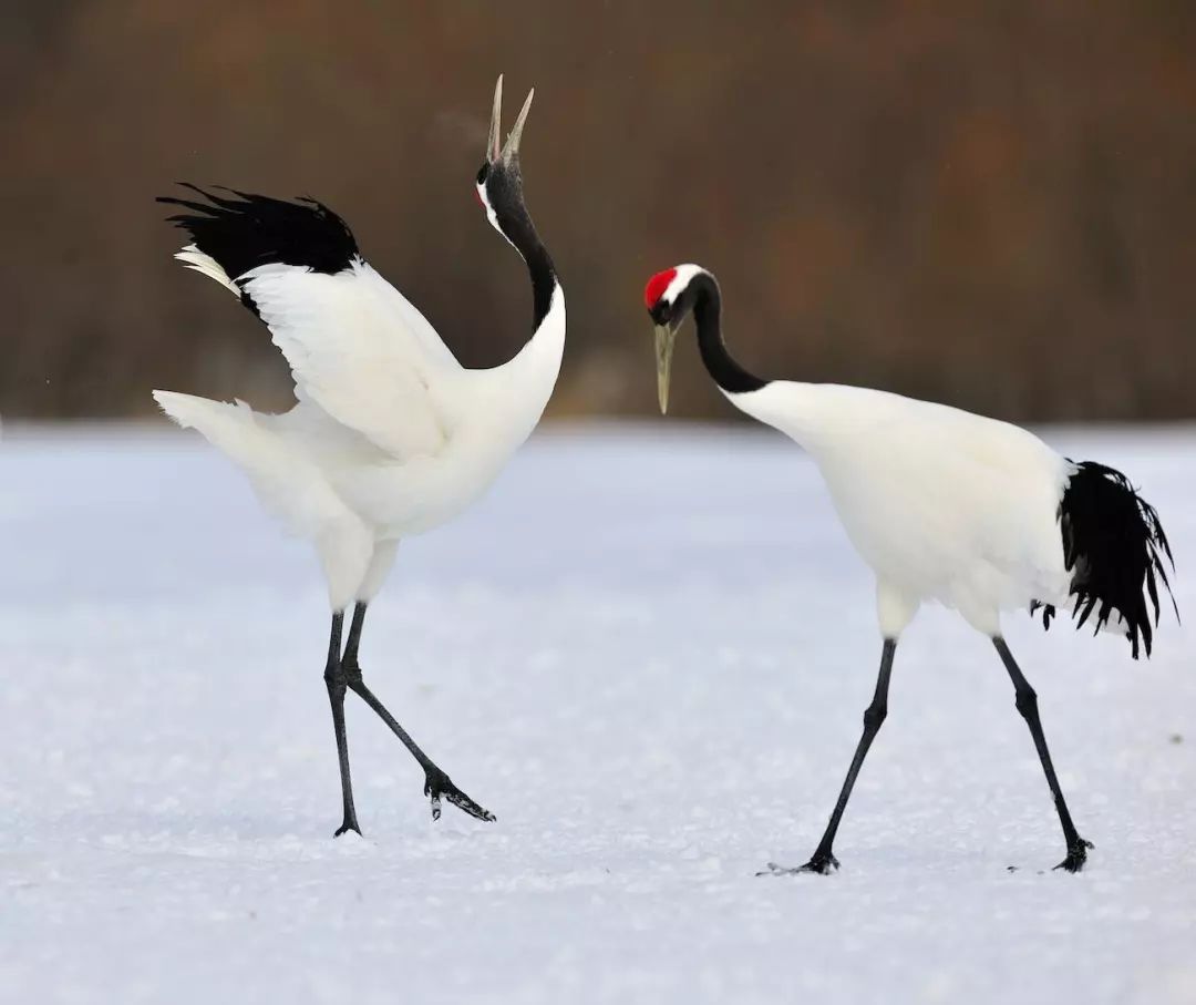 为什么动物都会定期发情，人类女性却要隐藏“发情期”？