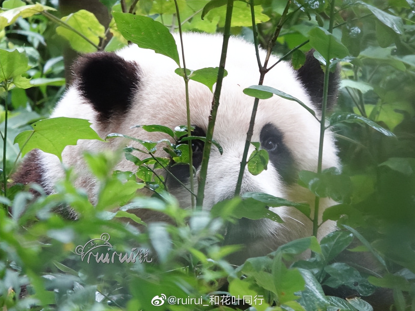 花花：接住谭爷爷给的小苹果，仿佛接住了整个世界。