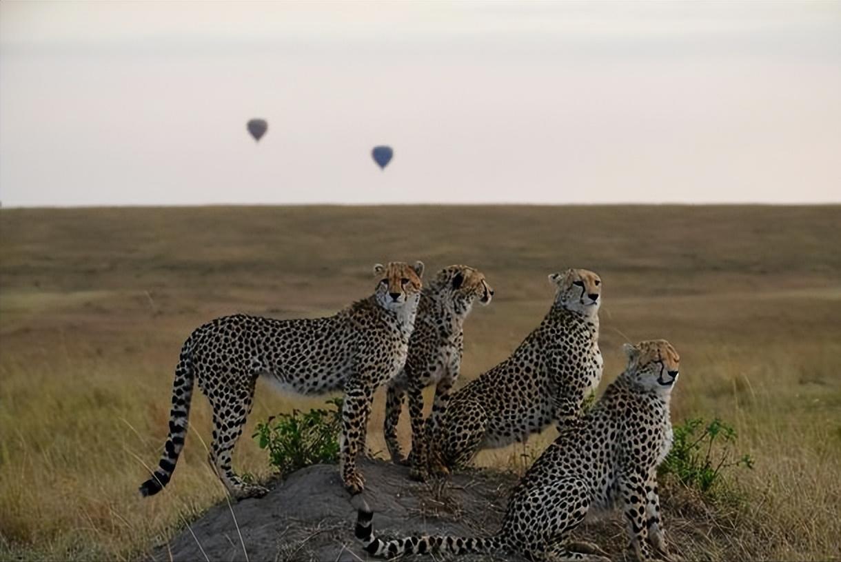 动物界的短跑冠军前10名,动物界中跑得最快的是谁