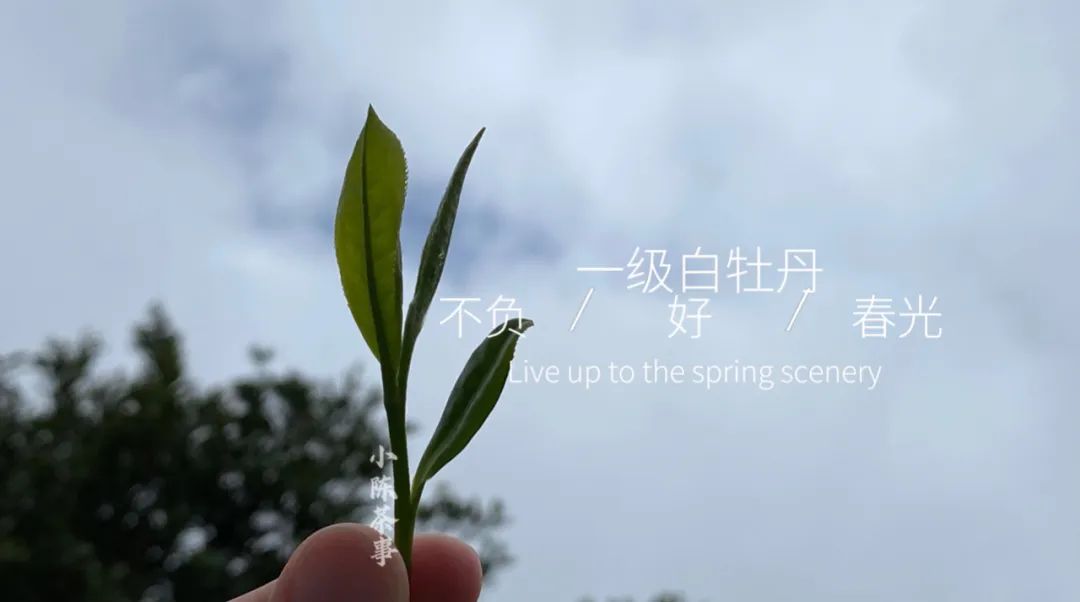 白茶里白牡丹和寿眉的区别,白茶的白牡丹和寿眉的区别在哪里