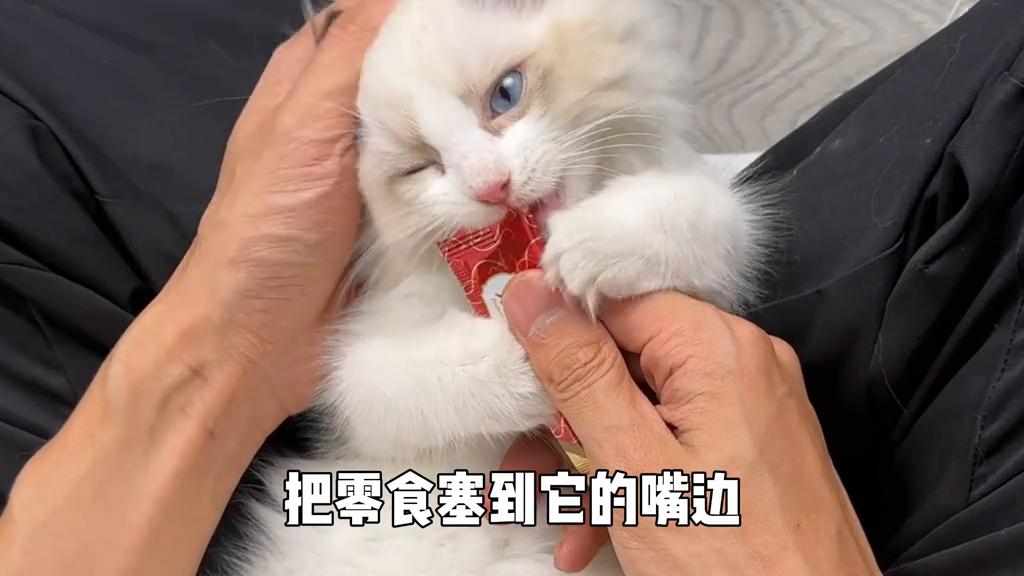 猫咪不让摸，那肯定是抚摸脱敏训练没做好#猫咪社会化