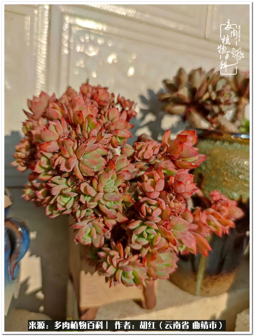 多肉植物里的糖,多肉生活的调味剂