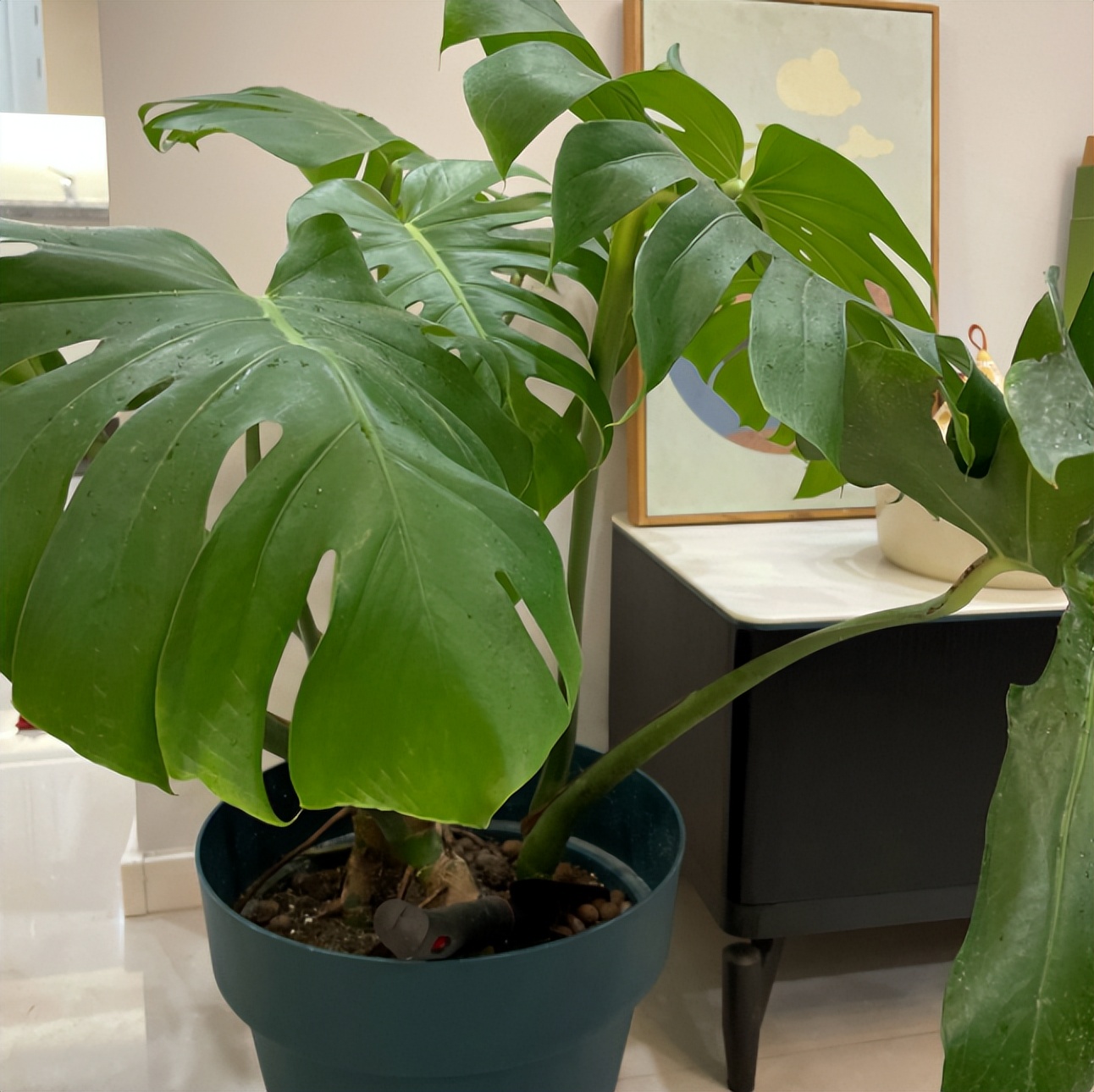 吸甲醛的绿植最好养的,哪一种绿植对新装修的房子最有效