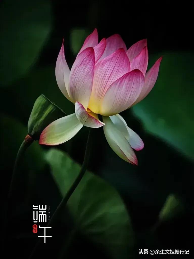 端午节的起源和演变手抄报,端午节的起源和哪个人物无关