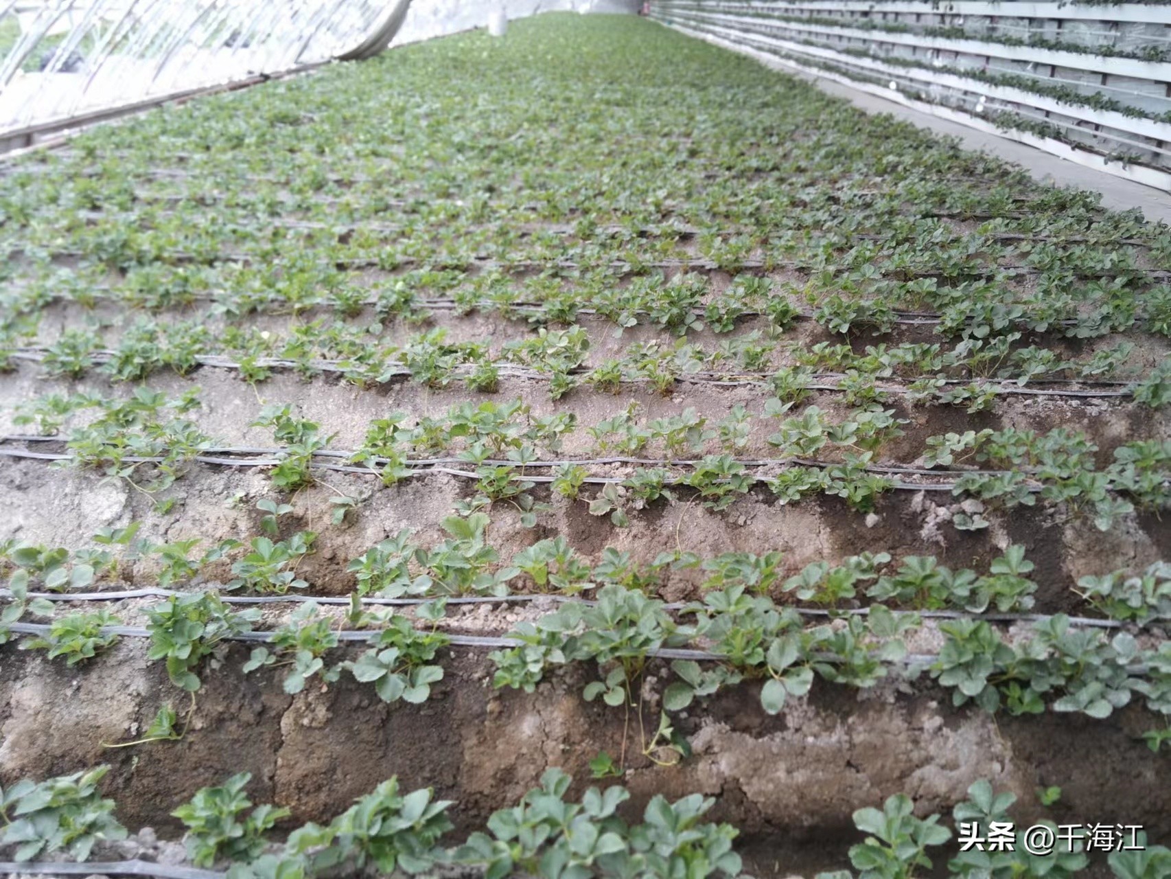 塞外水乡度假村怎么样,乌鲁木齐新市区塞外水乡门票价格