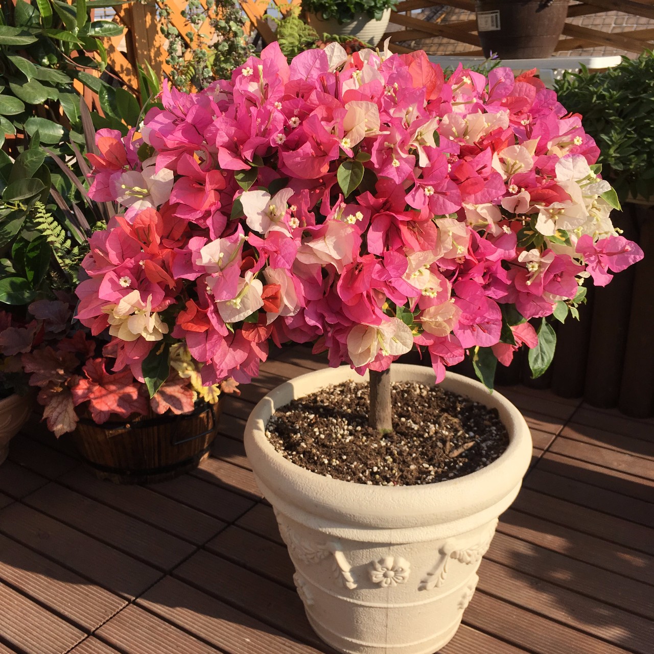 4种“爱晒太阳”的植物，越晒长得越好，枝繁叶茂，开花也就越多