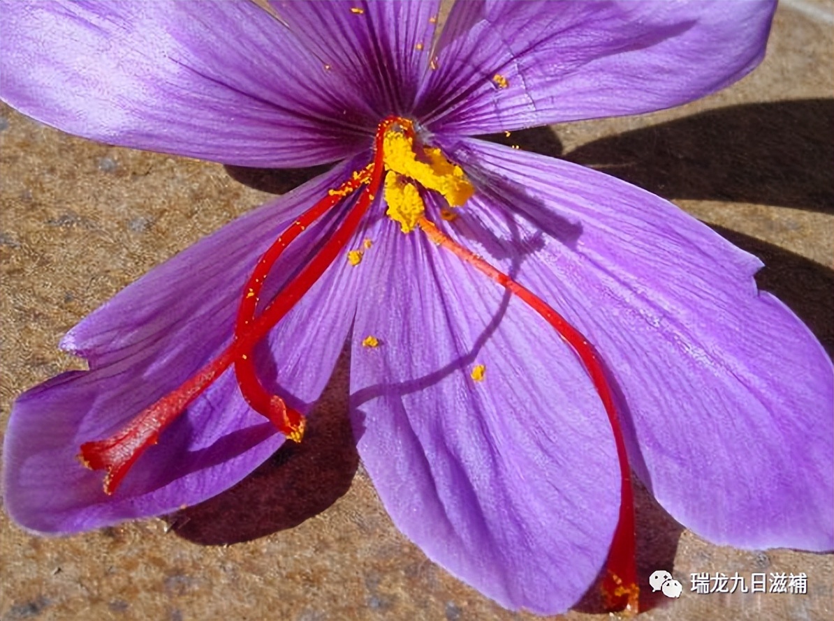 武则天的养颜秘笈——藏红花（功效、食用方法、真假鉴别）
