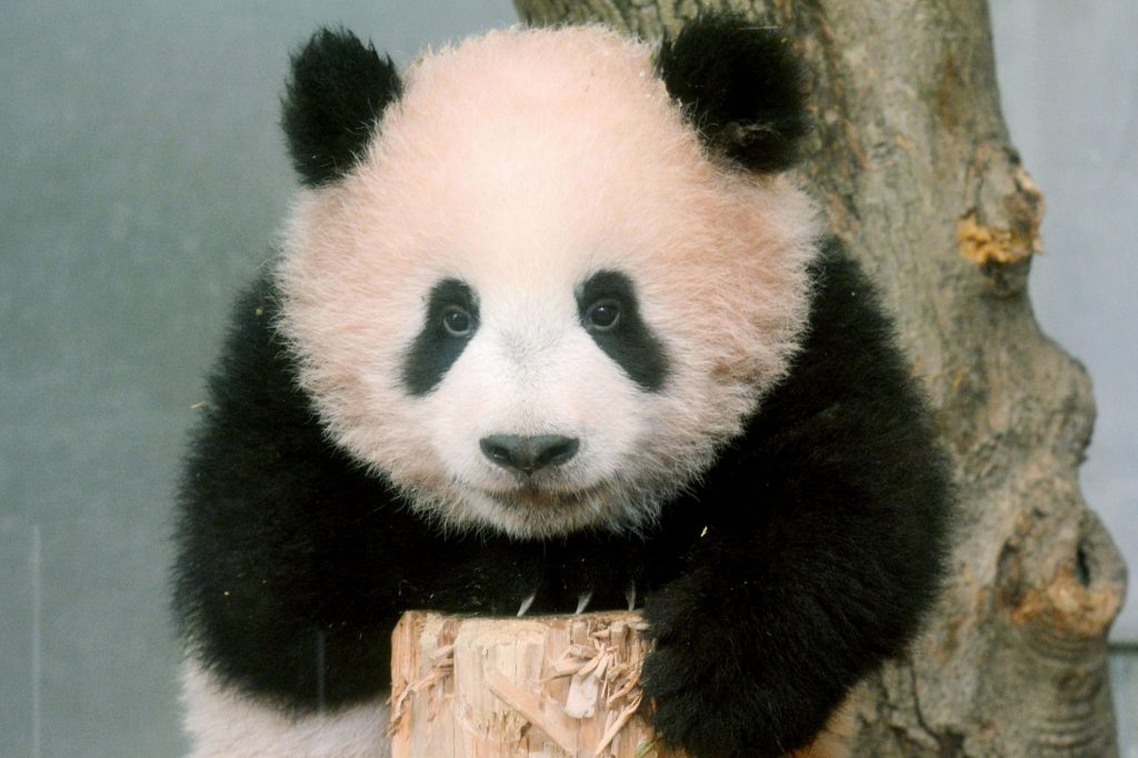 福宝和香香熊猫,熊猫丫丫在美国受到什么待遇