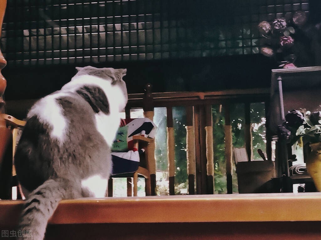 猫毛吸入肺部有什么危害,猫毛吸多了肺会怎样