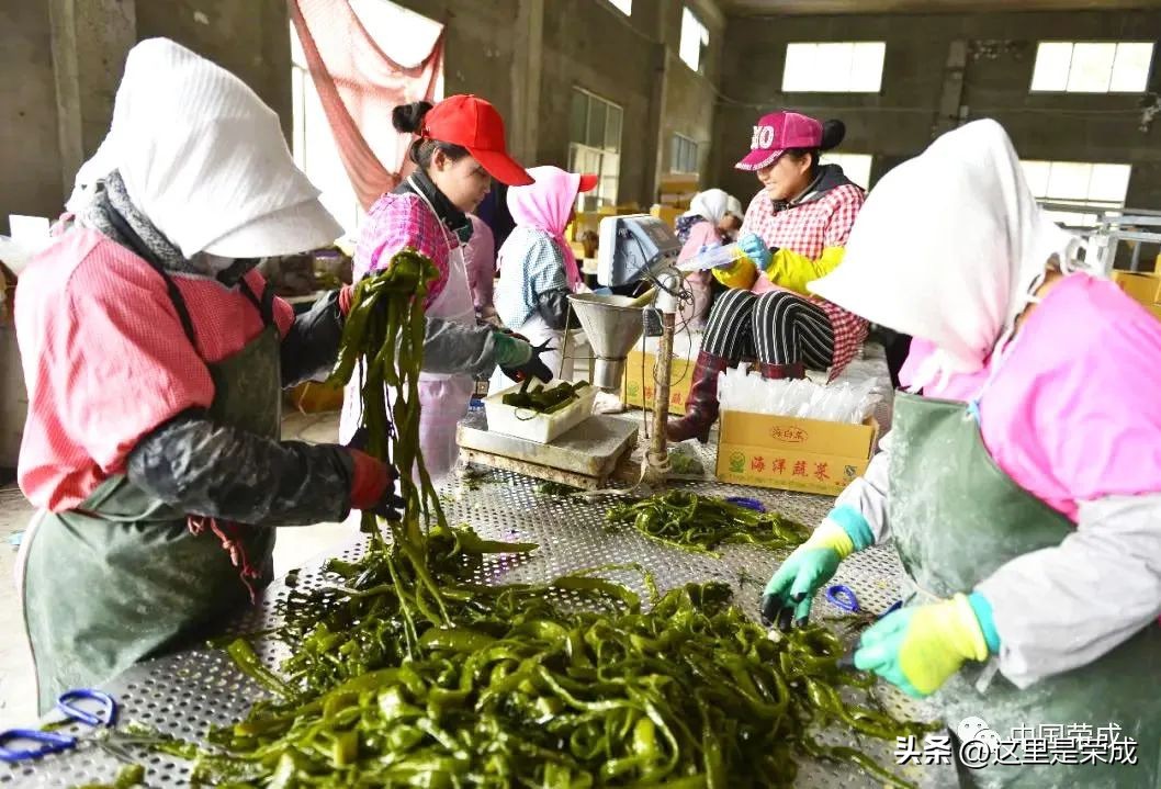 异域风情的漂亮植物,好看又清雅的植物