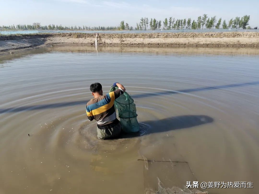 螃蟹怎么养才认人,养螃蟹的十大忌讳