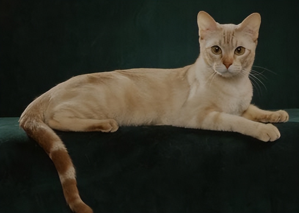 纯种猫咪有哪些颜色,纯种宠物猫有哪些品种