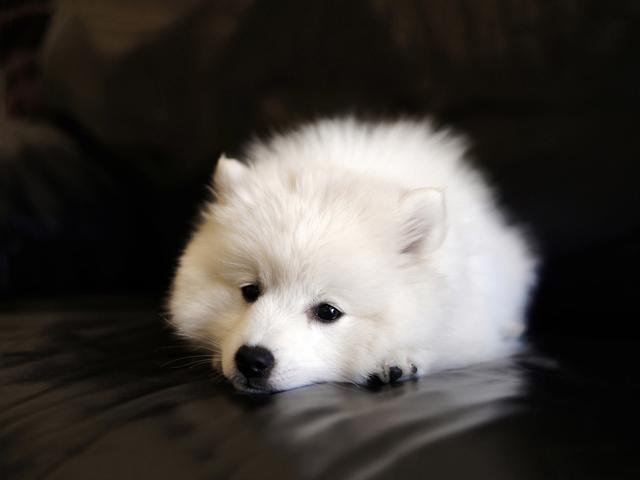 萨摩耶吃的食物,萨摩耶狗吃哪些蔬菜