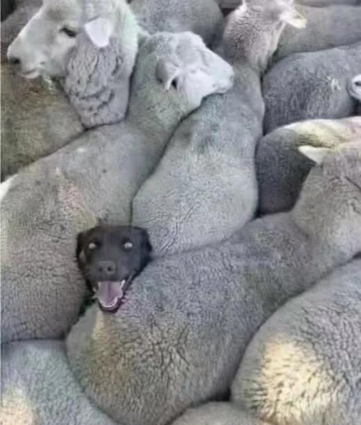 我高烧40度,39.3高烧没感觉