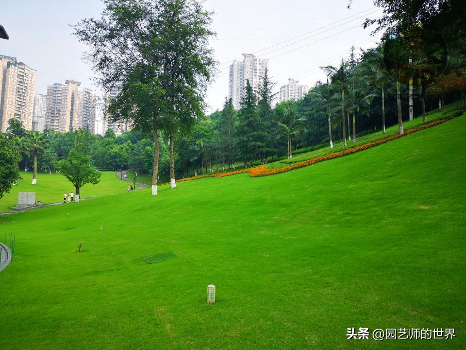 疏林草地的作用,疏林草地效果图