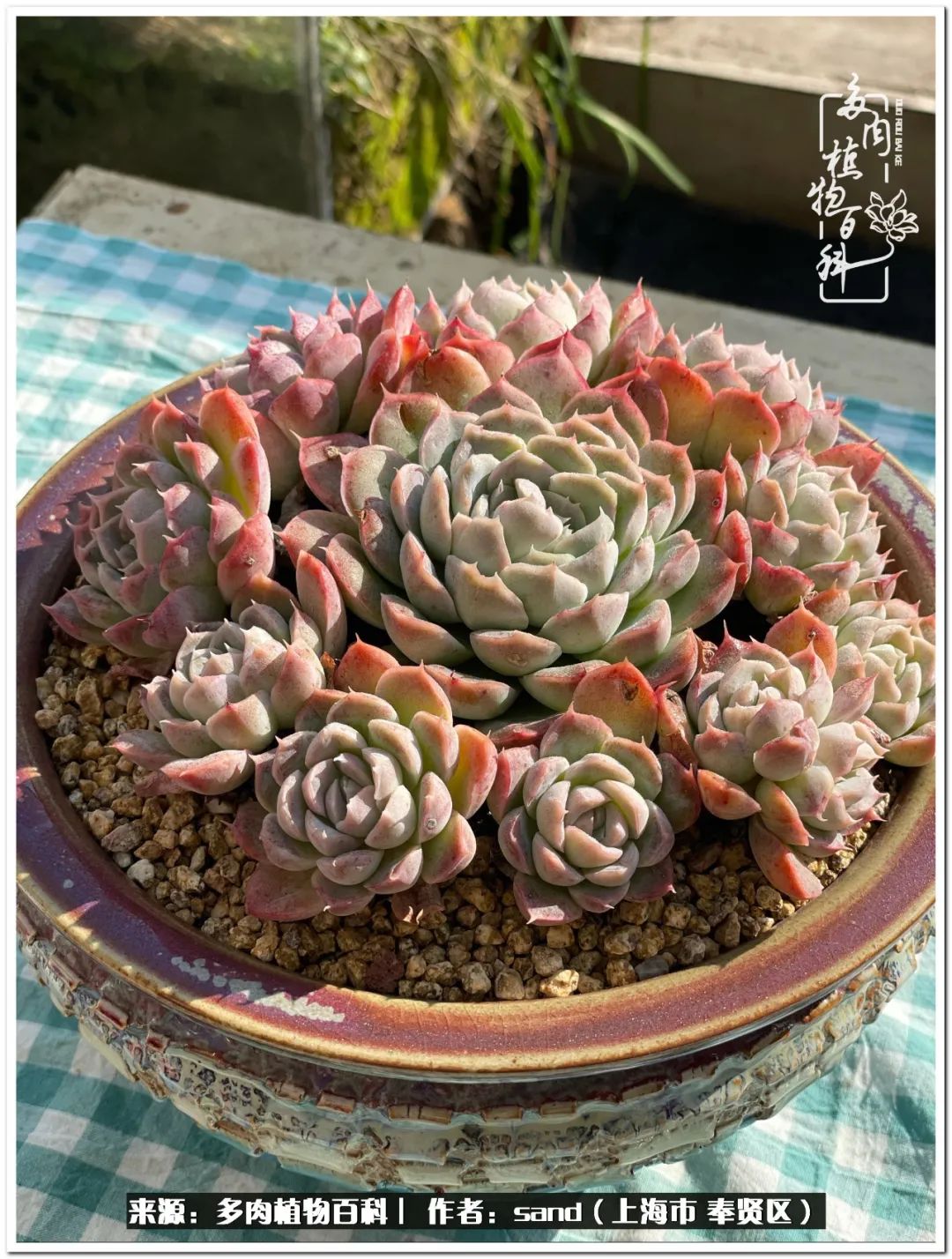 养点花草给生活添点乐趣,养点花花草草心情自然会好