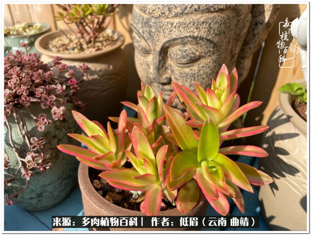 养了8年的多肉,养了七年多肉