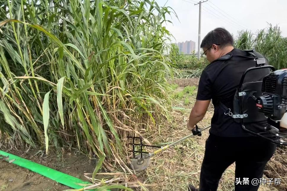 大面积牧草怎么收割,机械化收割牧草
