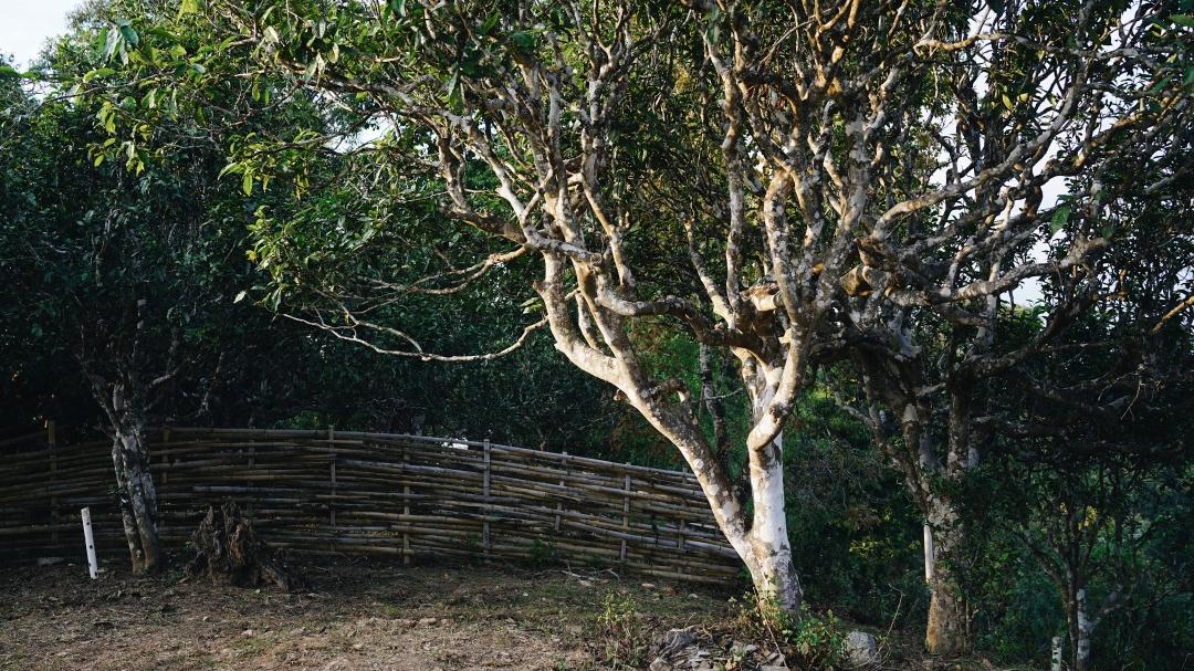 2023年古树春茶价格表,如何鉴别一款茶是古树纯料