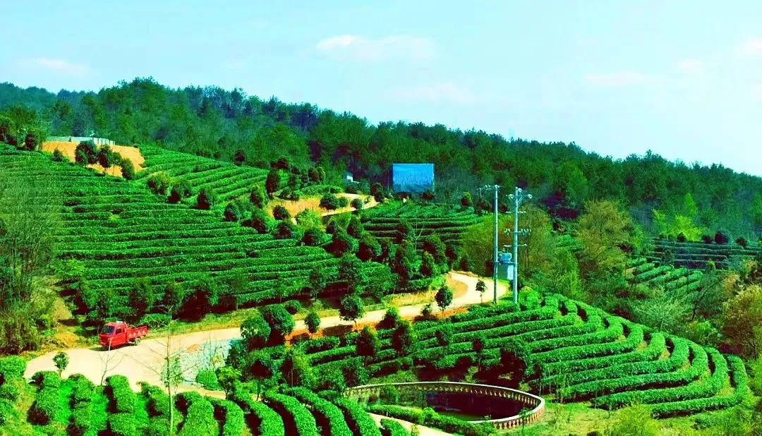 旺苍绿谷古道茶乡,旺苍千年古茶之乡