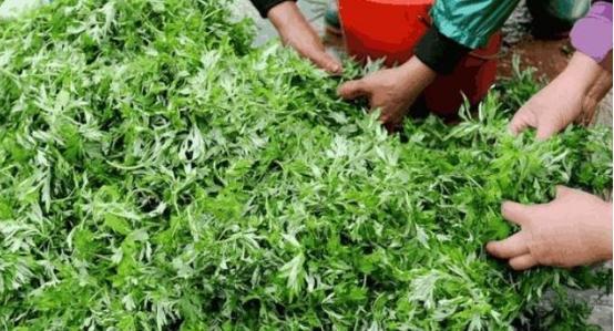 床垫用久了会长跳蚤吗,床垫用久了会有螨虫吗