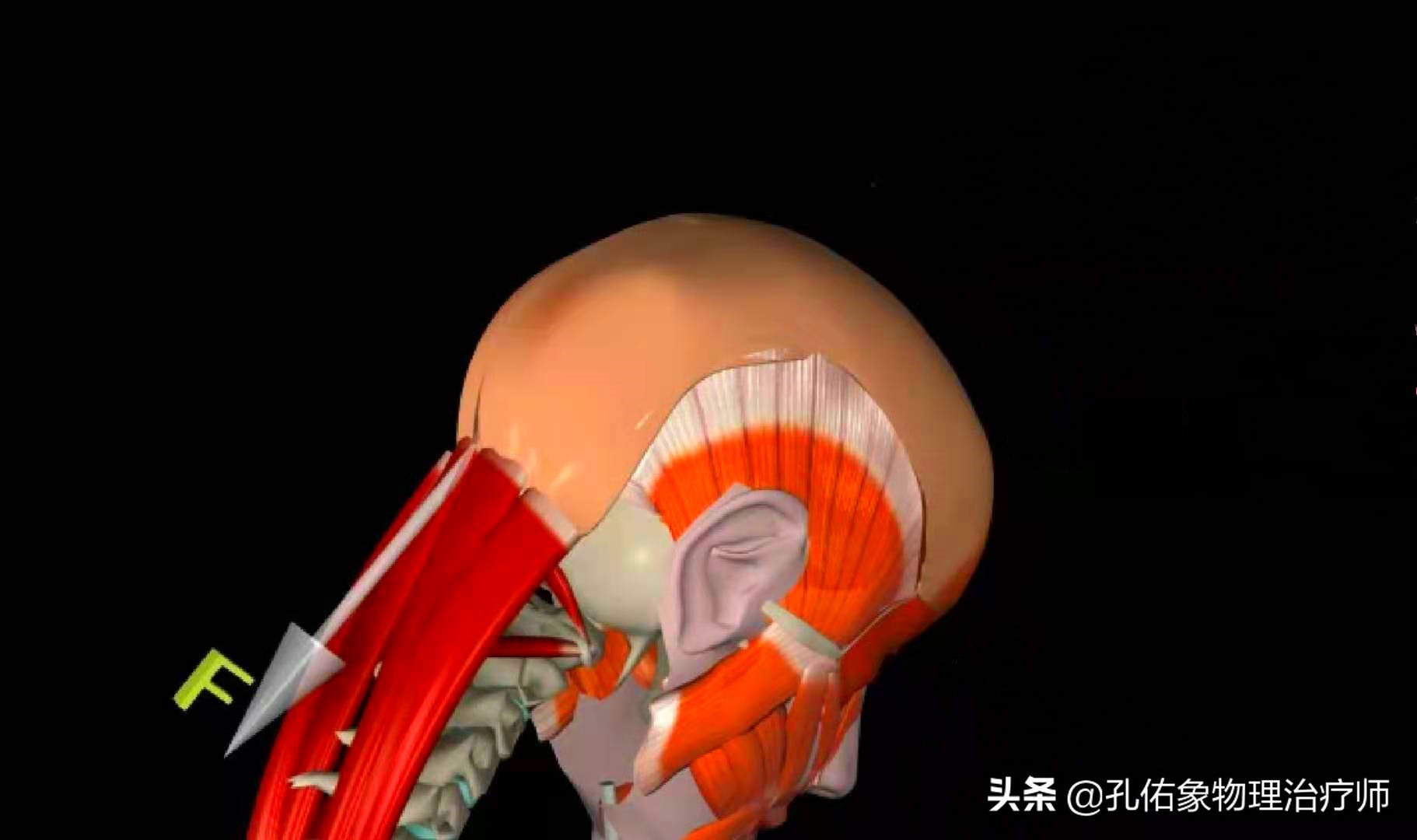 神经根颈椎病的症状和治疗方法,椎动脉颈椎病的症状和治疗方法