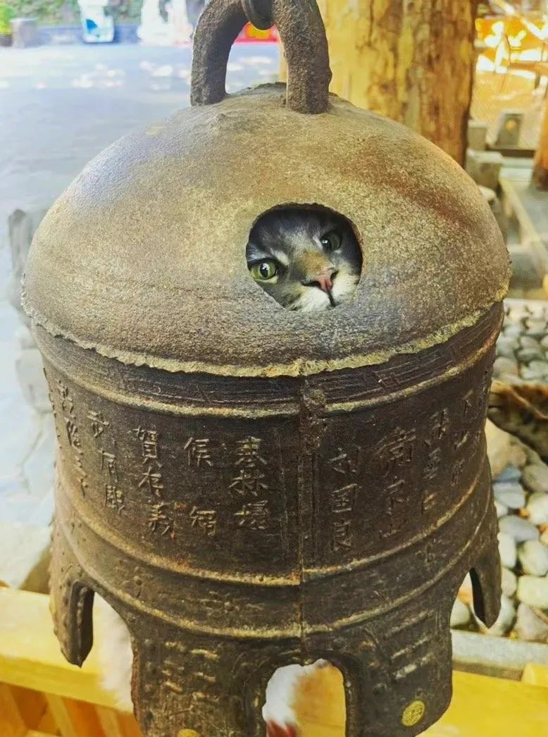 毛森森,观复猫毛森森