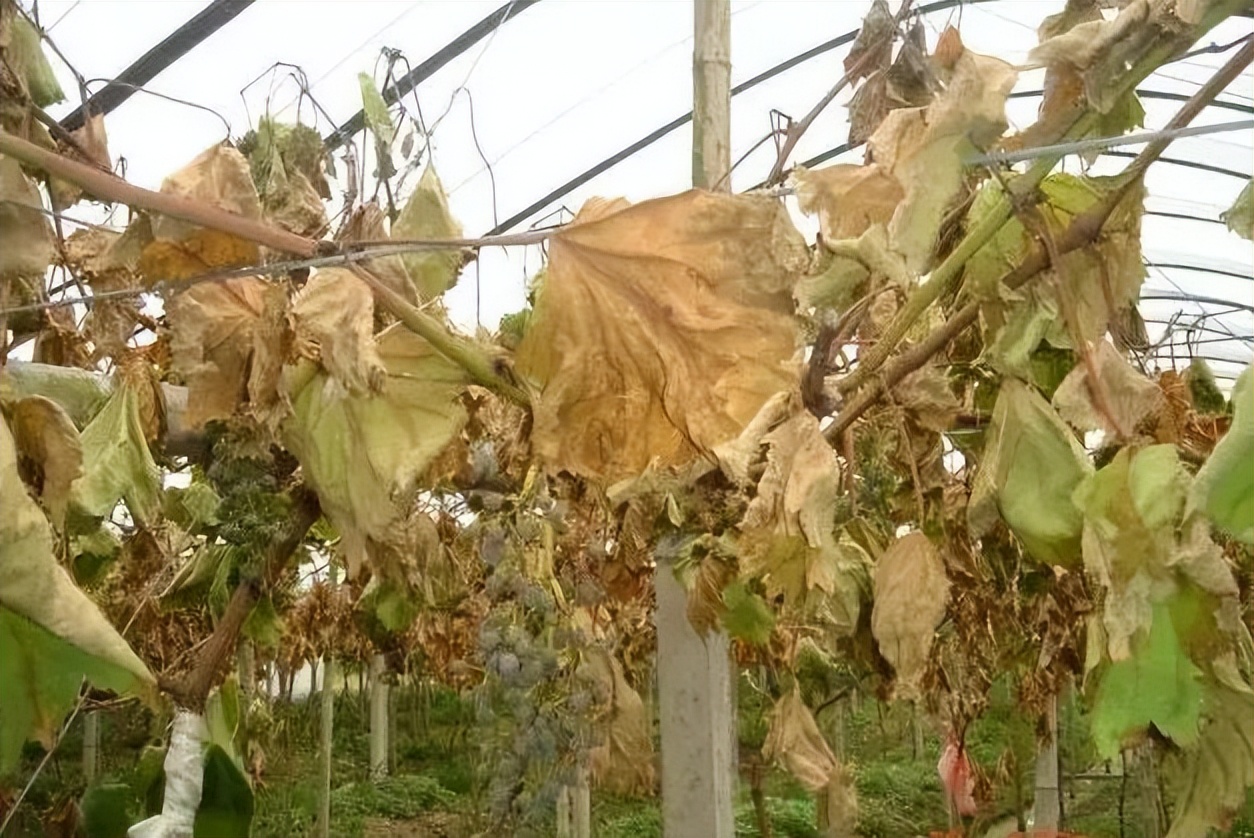 增施生物有机肥是解决果树死树的根本途径
