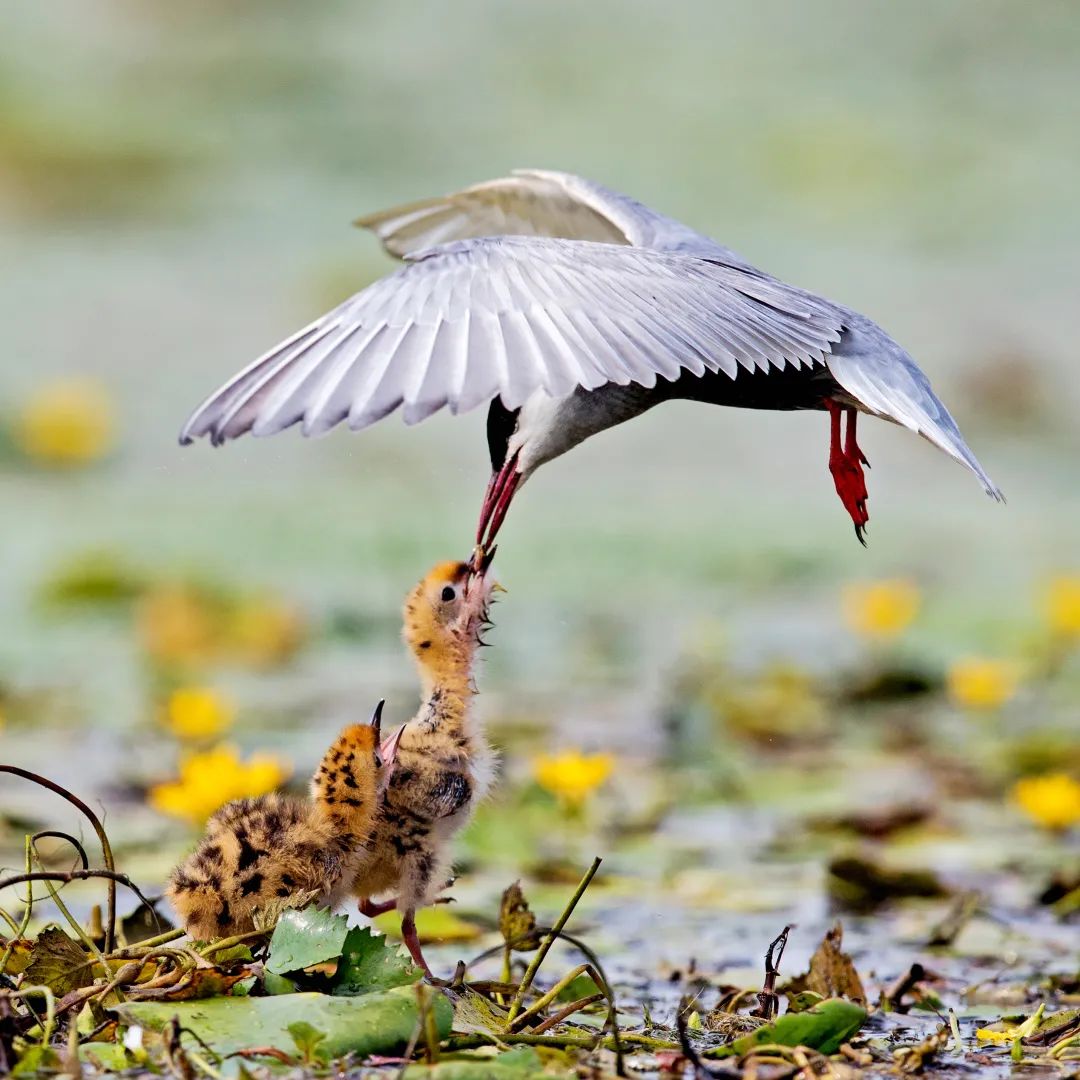 黑龙江有多美好图片,记忆中的黑龙江图片