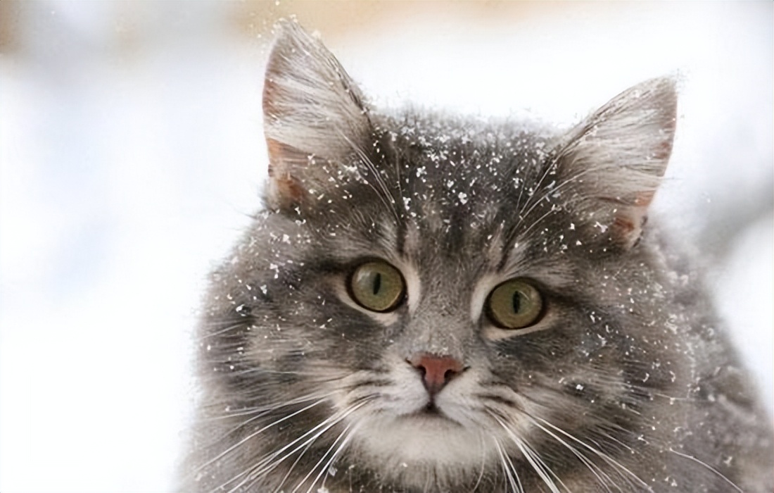 猫咪为什么不能碰胡子根部 (猫咪的胡子为什么碰不得)