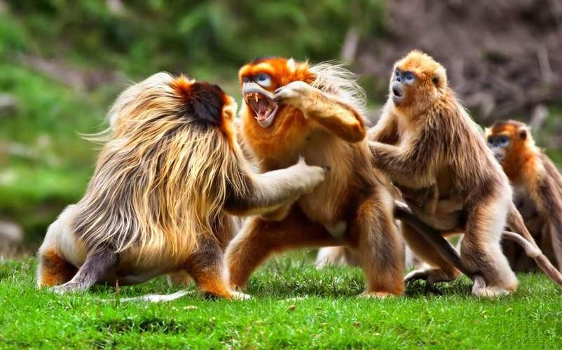 怒江金丝猴和峨眉猴干架,金丝猴遇上峨眉山猴子会发生什么