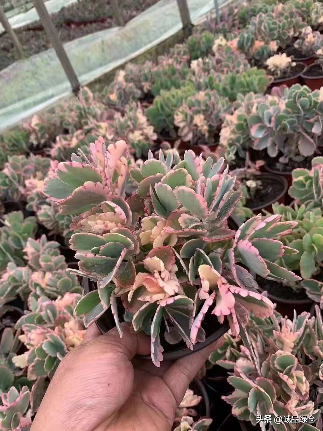 十大最萌的多肉植物,十大稀奇的多肉植物