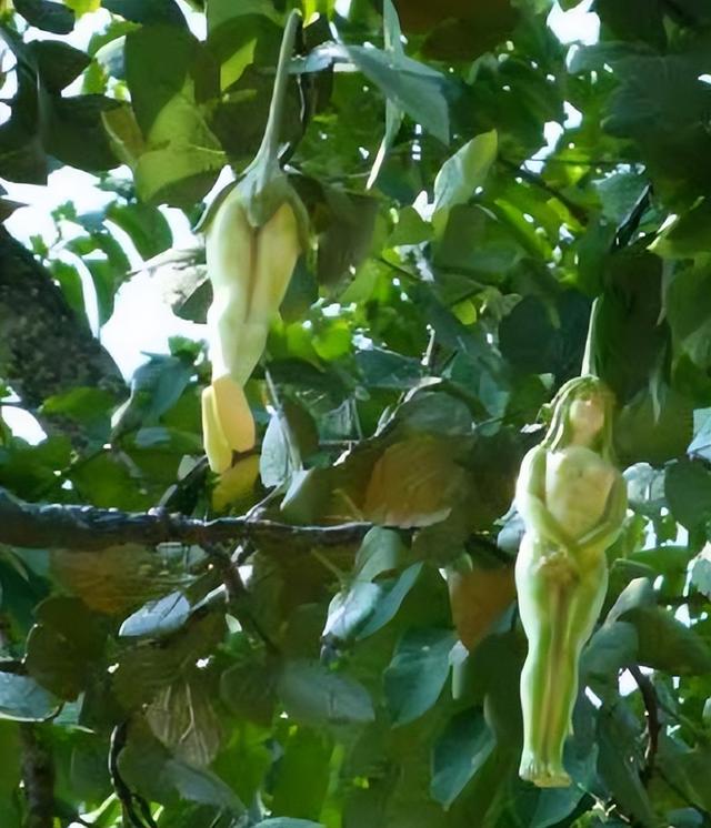 传闻中“女人树”你见过吗?果实神似女人,为何当地人不敢食用?