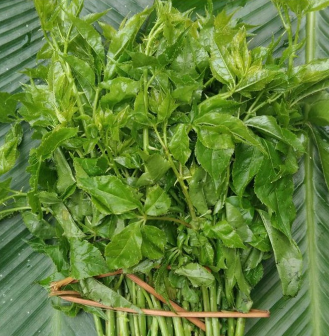 可以吃的野菜大全100种图解,教你认识100种野菜