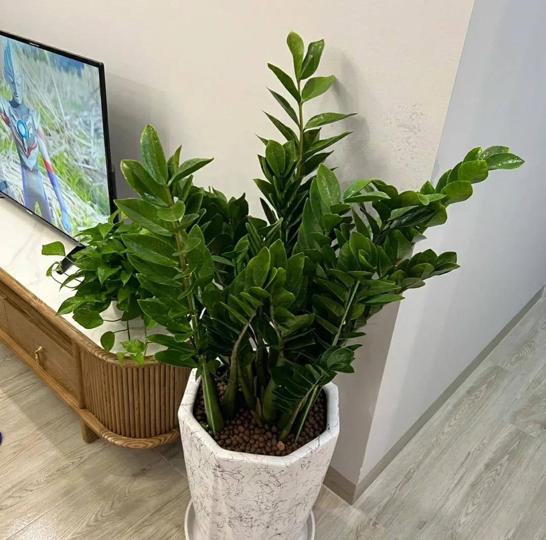 客厅养什么花最好看耐养,家庭适合养的招财旺宅的花