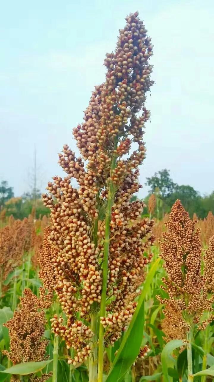 高粱种子图片大全,大片高粱成熟图片