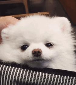 什么狗最忠诚最护主和凶猛又好养,这几种狗一旦抛弃很难独自活下去