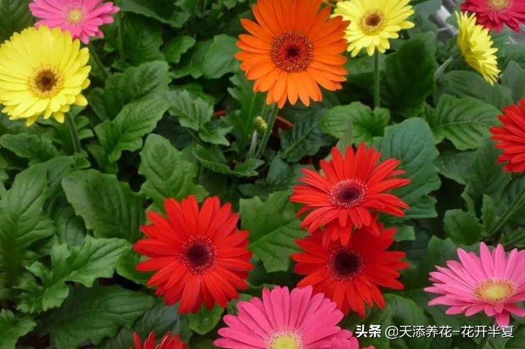 扶郎花的花语和寓意150字简介,扶郎花的花语和寓意