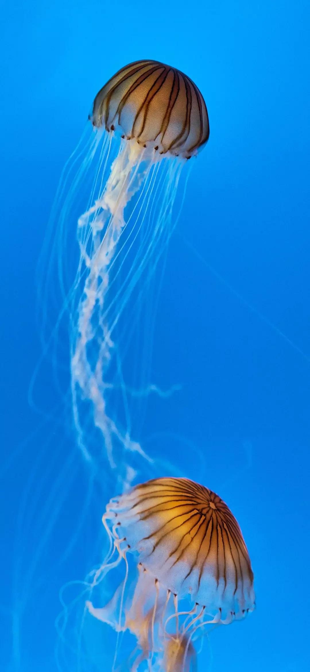 海底世界高清大图壁纸,手机动态海底世界鱼壁纸