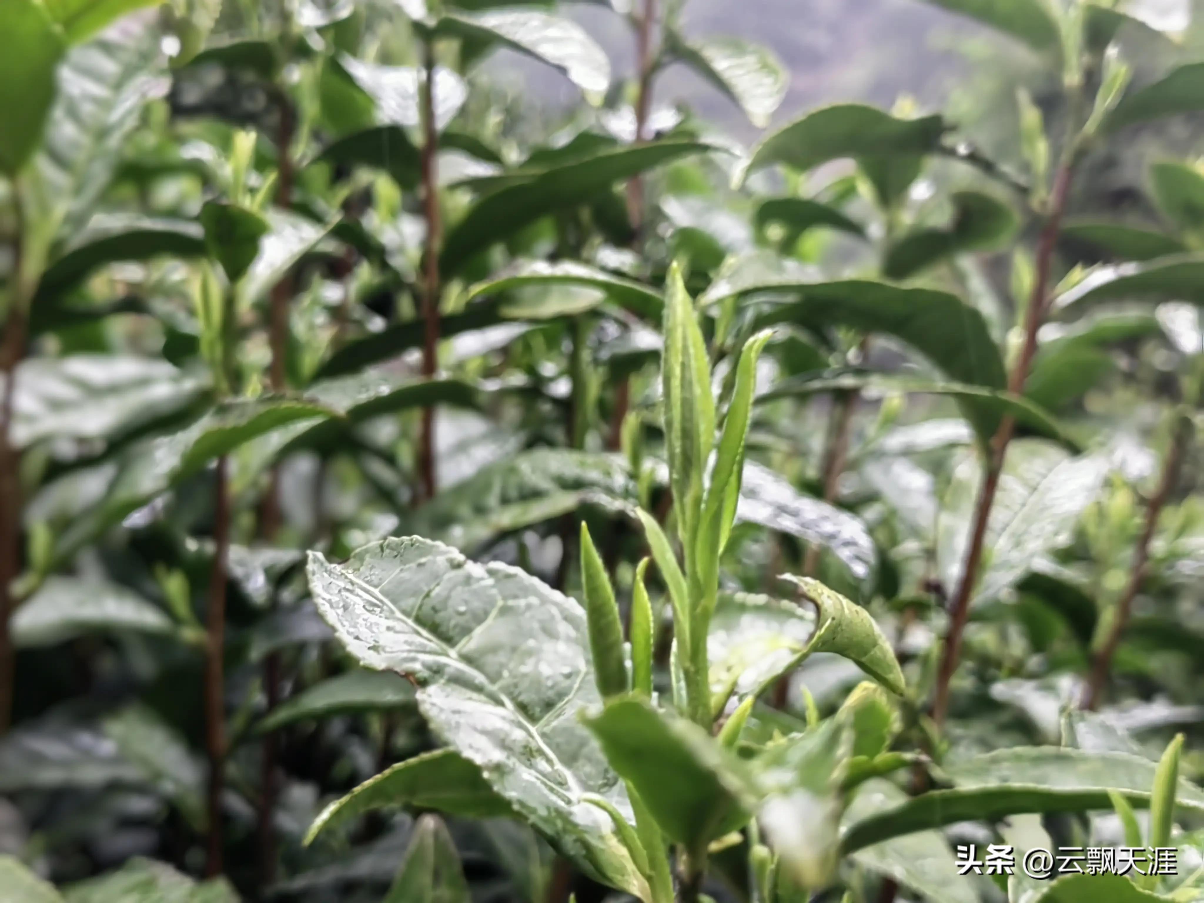 为何外地人一般很难买到正宗的富溪“黄山毛峰”