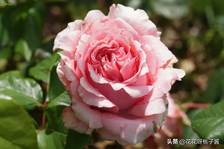 黄色月季哪个品种耐热耐晒抗病强,最耐热耐晒的切花藤本月季品种